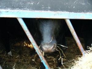 Cow in the Great Grey Barn